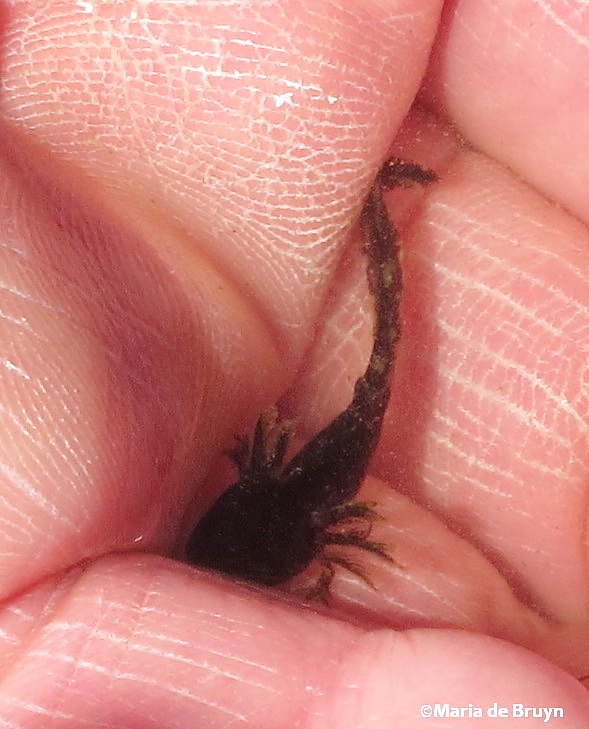 Spotted salamander larva