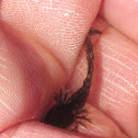 Spotted salamander larva