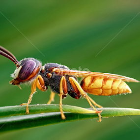BEE by Nasser Osman - Animals Insects & Spiders