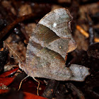 Common Evening Brown Butterfly