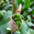 jack in the pulpit