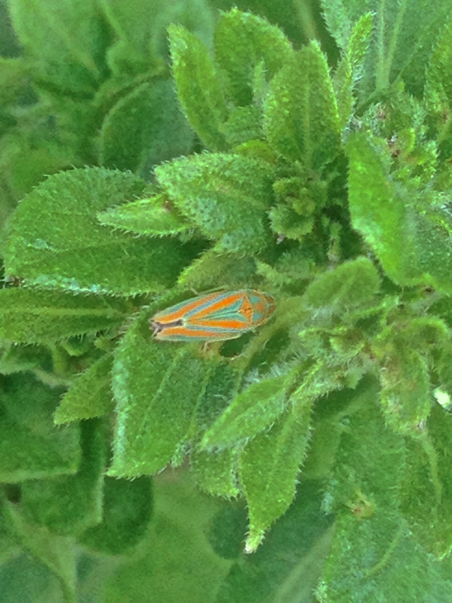Versute Leafhopper