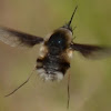 Unknown Bee Fly