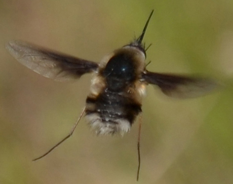 Unknown Bee Fly