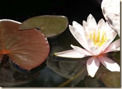 pond-lily-sm