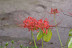 IMGP8470.jpg