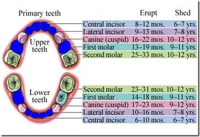 Baby teeth