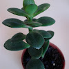 Crassula