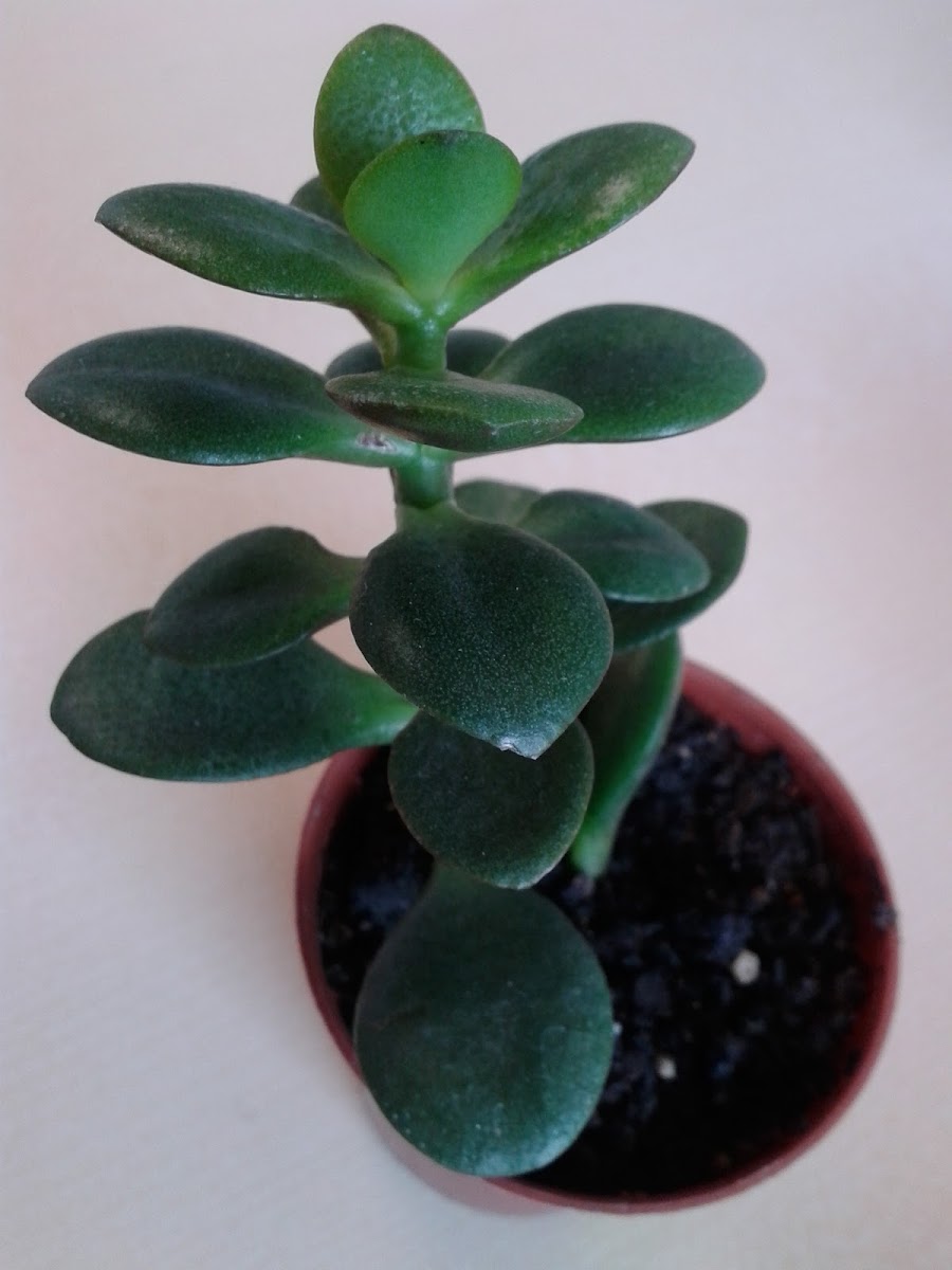 Crassula