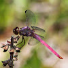Roseate Skimmer Dragonfly
