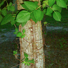 Common east coast tree vine