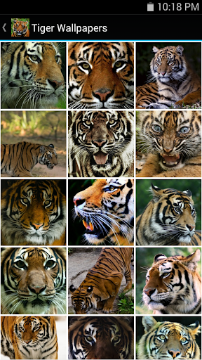 【免費生活App】Tiger Wallpapers-APP點子