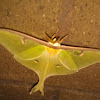 Luna moth