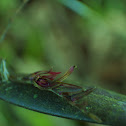 Orquídea epifita