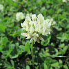 White Clover (Trevo Branco)