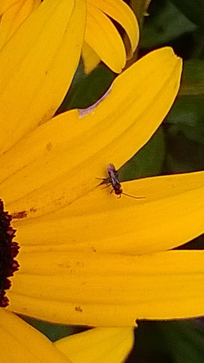 Cotesia wasp