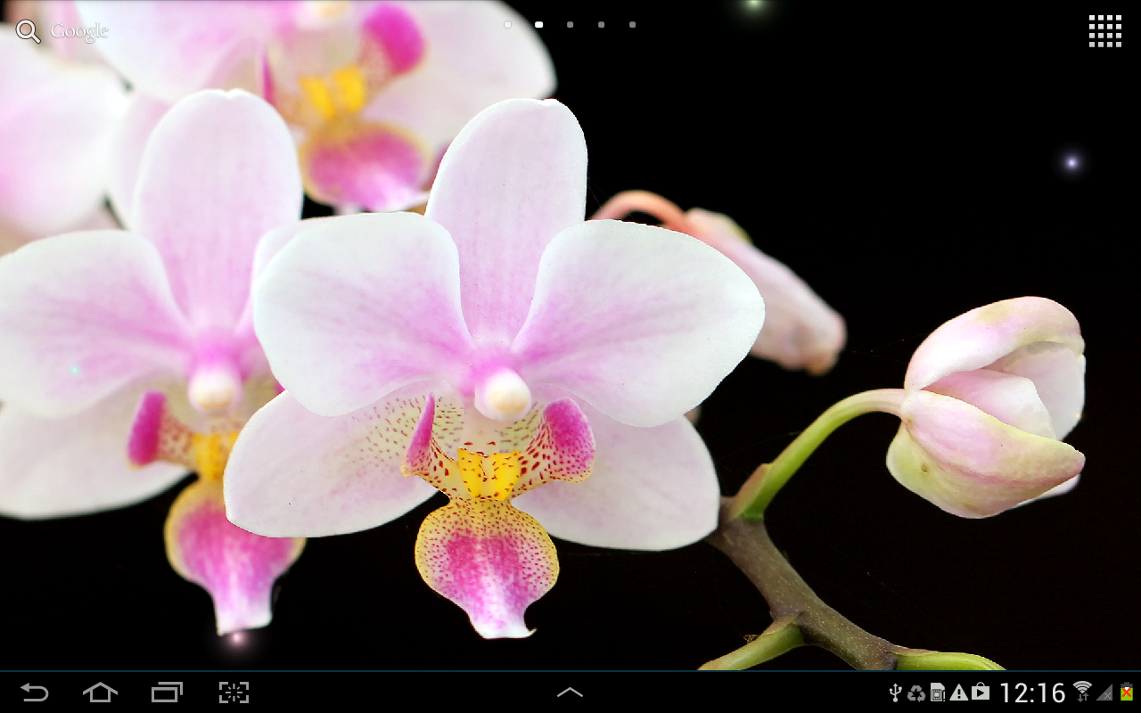 Orchids In Water Wallpaper