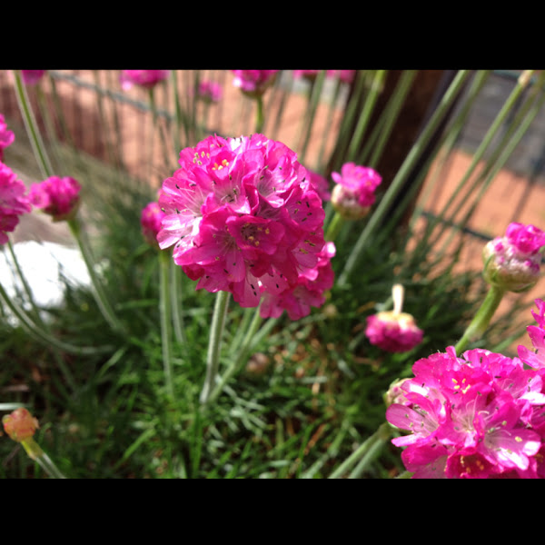 German Flowers and Birds Project Noah