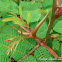 Swollen Thorn Acacia Ants