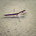 Pray mantis