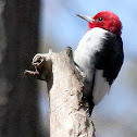 Red-headed woodpecker