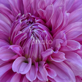 Beauty  by Sampurna Sarkar - Flowers Single Flower