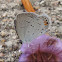 Easten Tailed-Blue