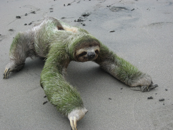 Brown-throated Sloth | Project Noah