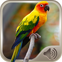 Bird Sounds icon