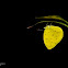 Three Spot Grass Yellow