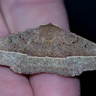 Hakea Wine Moth