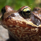 European Common Brown Frog