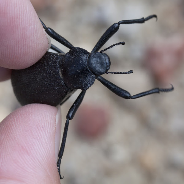 Pinacate beetle Project Noah