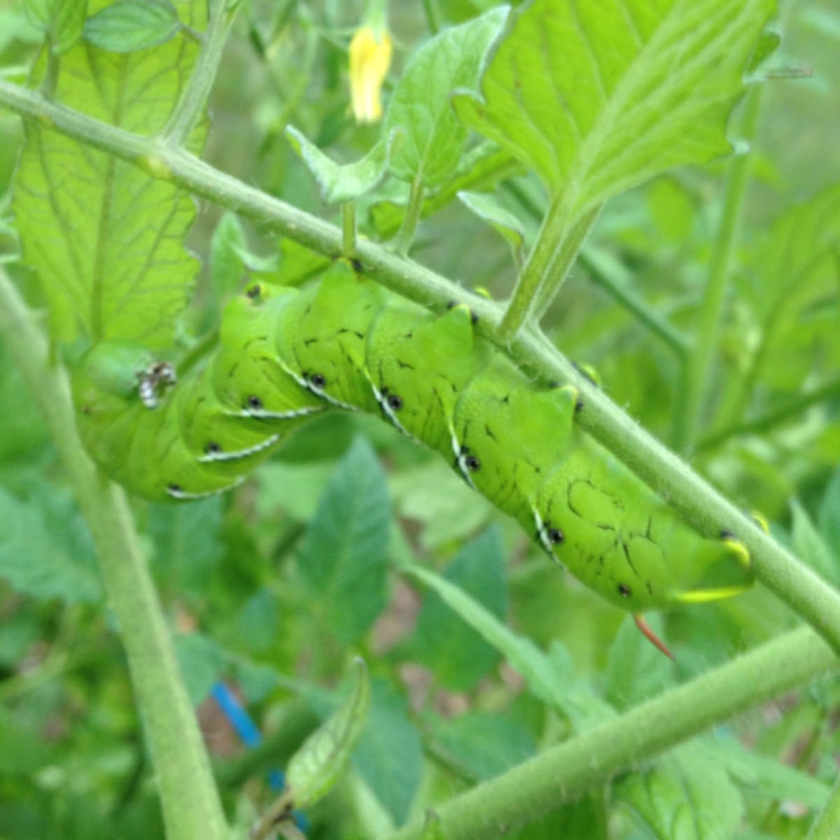 Tobacco hornworm (caterpillar)