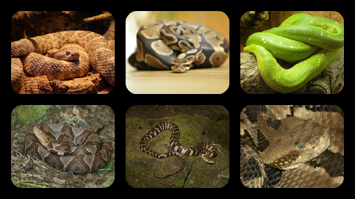 Snake Jigsaw Puzzles