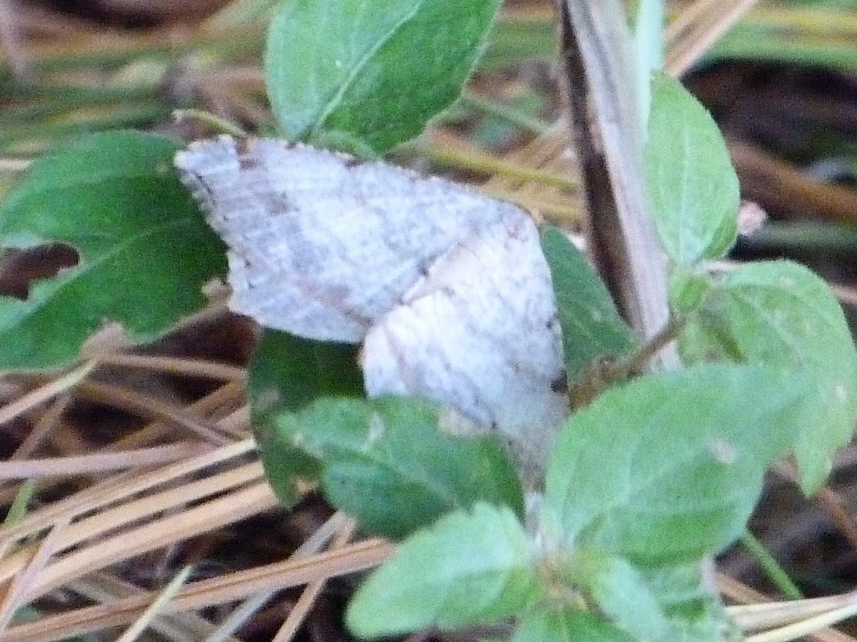 Redheaded inchworm Project Noah