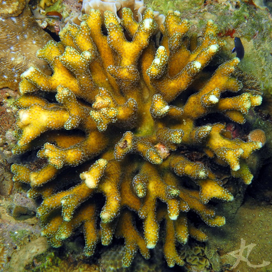 Bush Coral