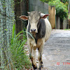 Srilanka Cow
