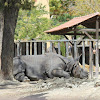 Rinoceronte-indiano