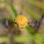 Yellow Carpenter Bee male