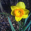 Daffodils