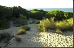 punta umbria_los enebrales