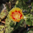 Prickly Pear