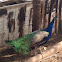 Indian peafowl (peacock)