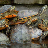 Florida turtles