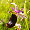 Bertoloni's Bee Orchid