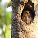Colima Pygmy Owl