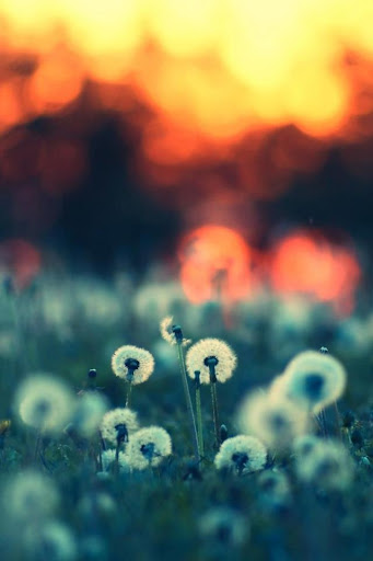 Dandelion Field Live Wallpaper