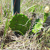 Eastern Prickly Pear (Cactus)