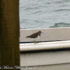 Common Sandpiper;